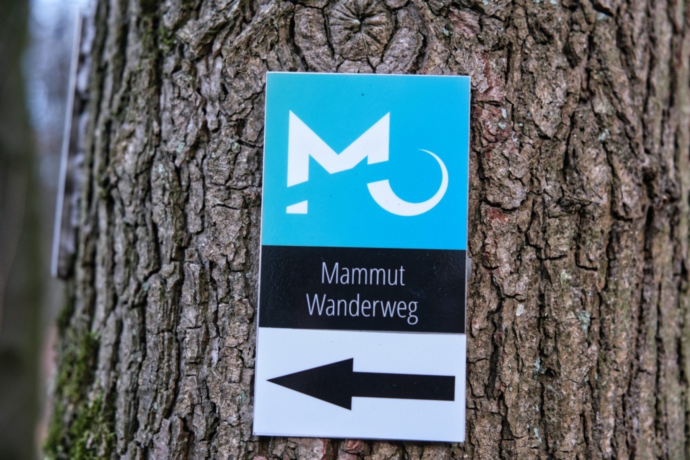 Mammutwanderweg